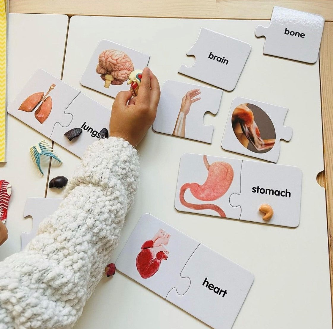 child's hand with anatomy card game