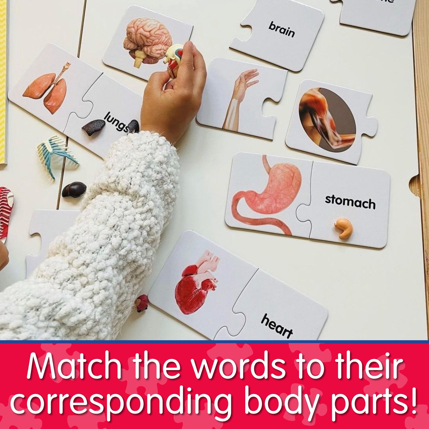 Infographic of young child playing Match It - All About Me that says, "Match the words to their corresponding body parts!"